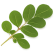 Moringa Image