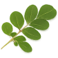 Moringa Image